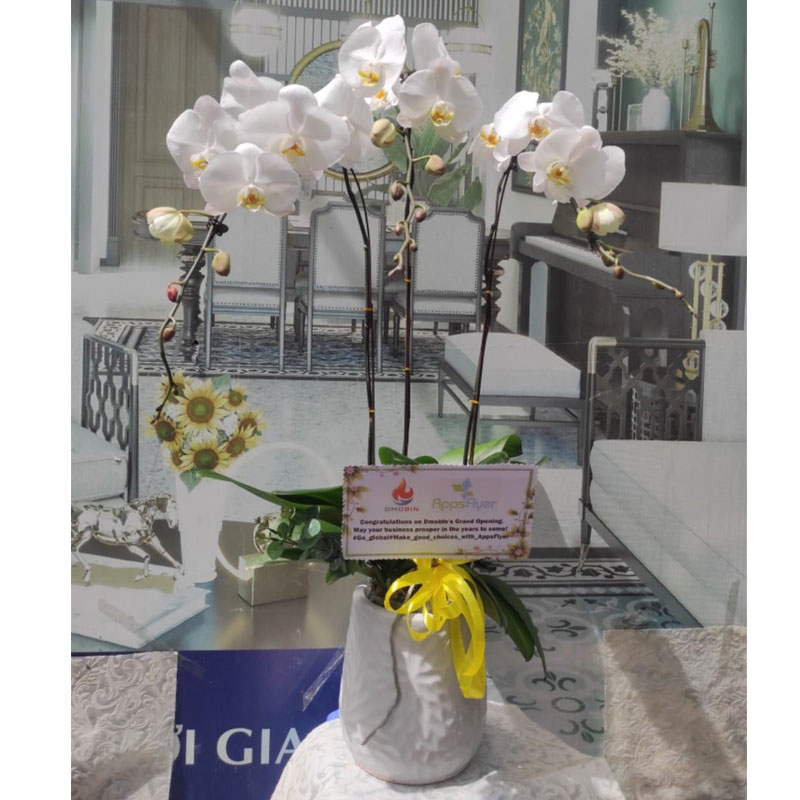 Special Orchids For Tet