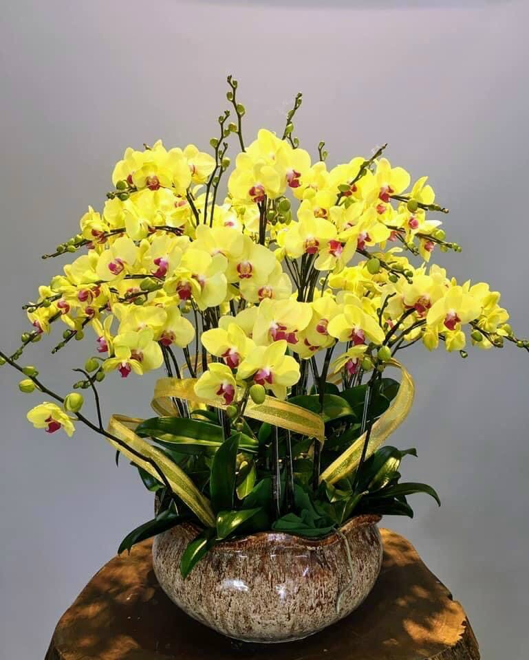 Special Orchids For Tet
