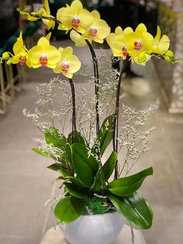 Special Orchids For Tet