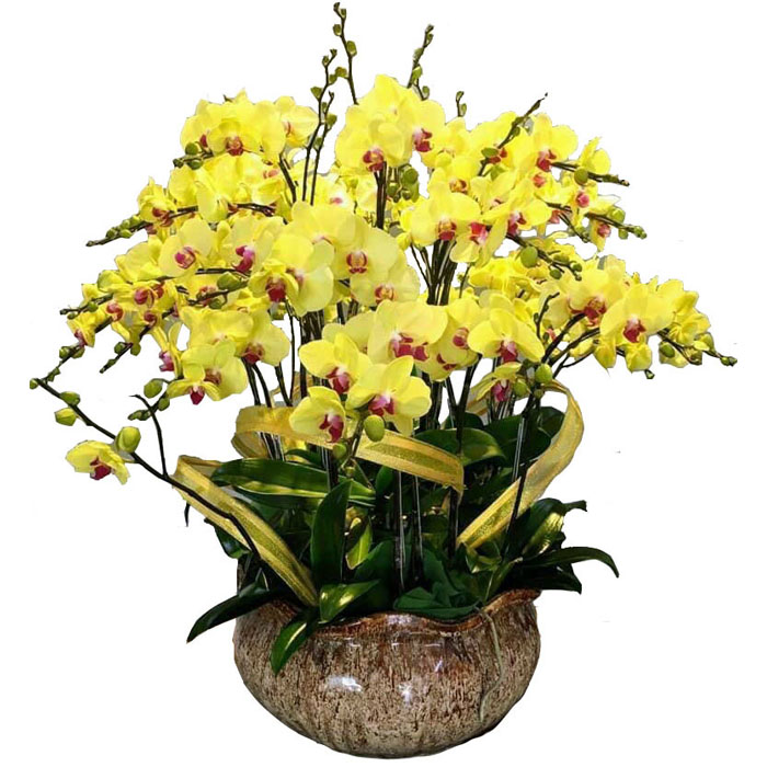 Special Orchids For Tet