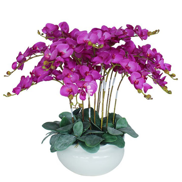 Special Orchids For Tet