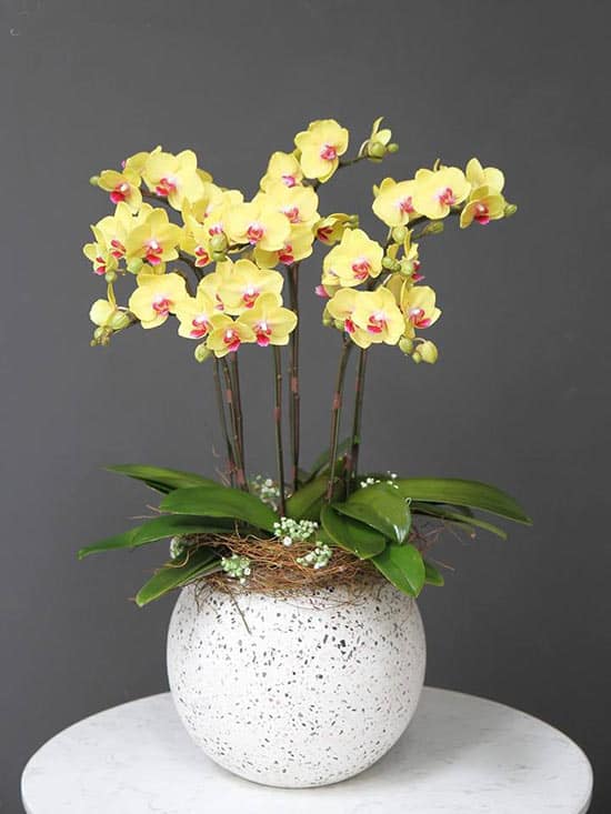Special Orchids For Tet