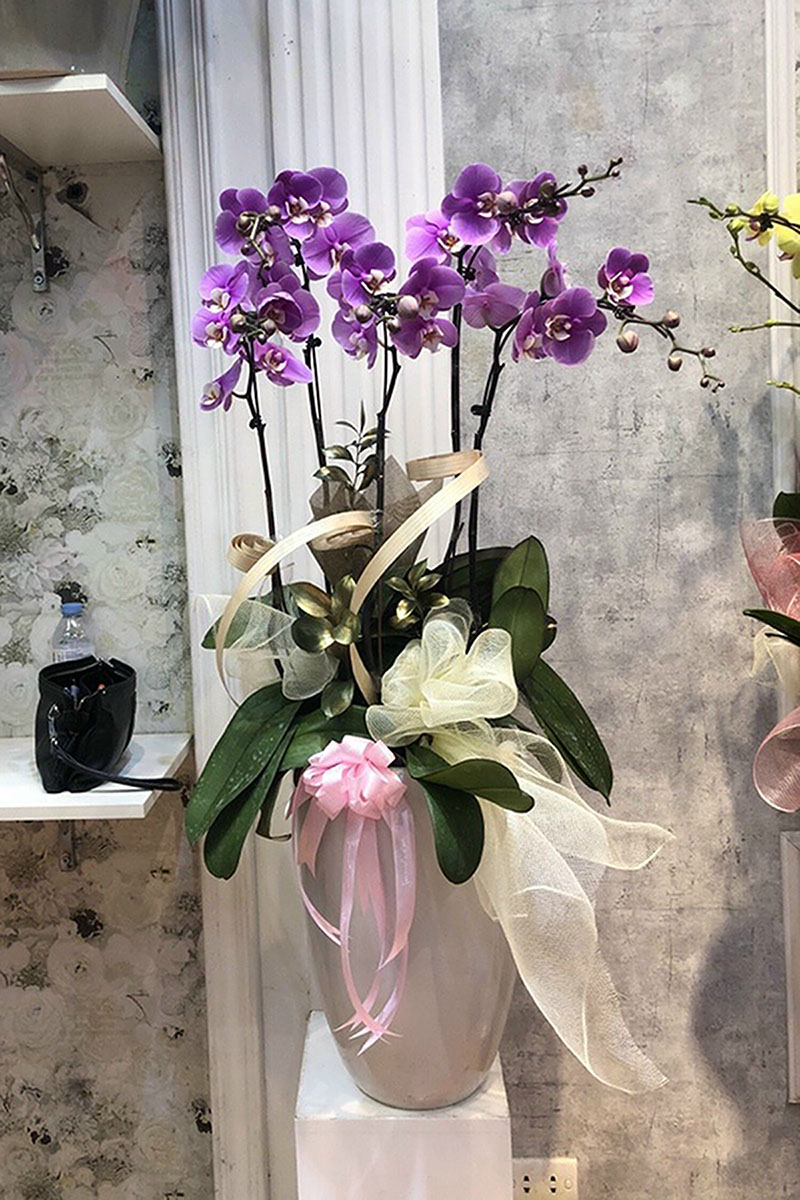 Special Orchids For Tet