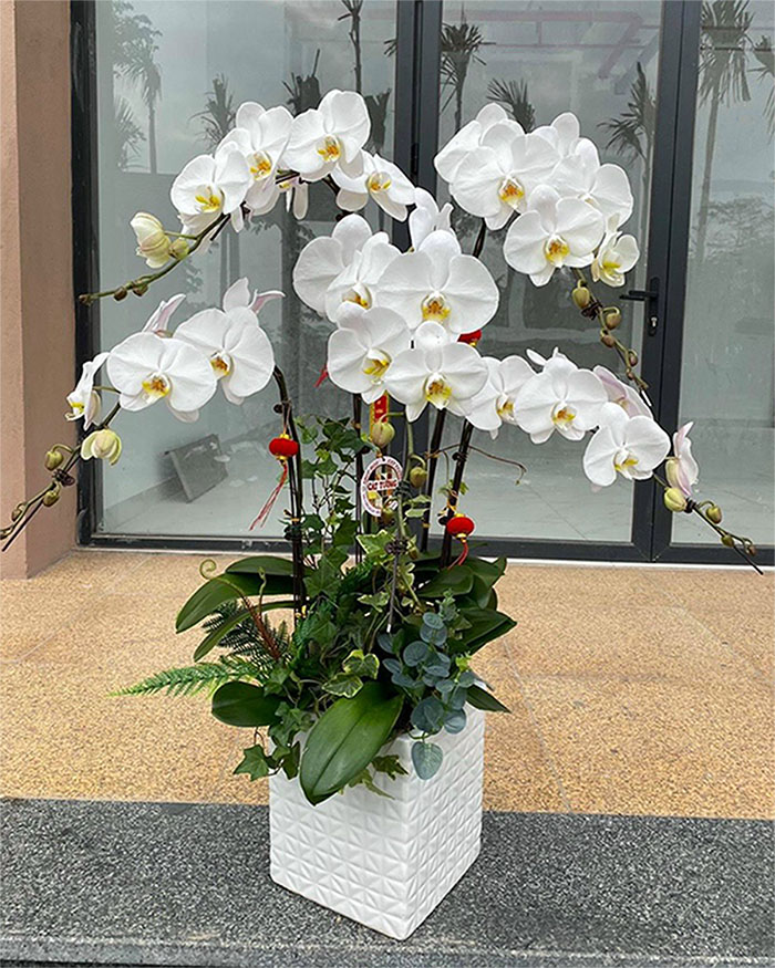 Special Orchids For Tet