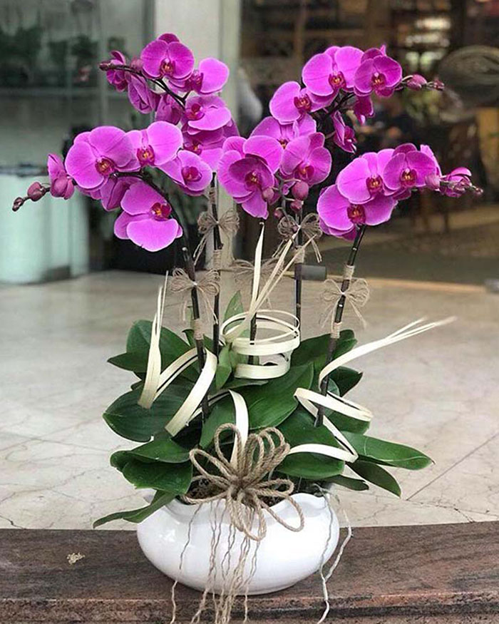 Special Orchids For Tet