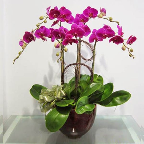 Special Orchids For Tet