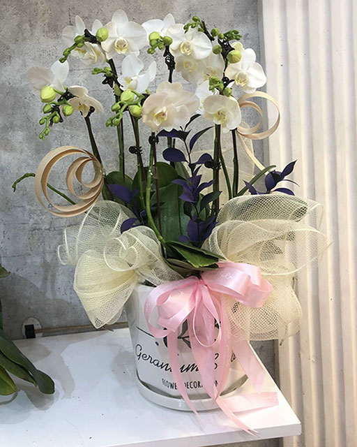 Special Orchids For Tet