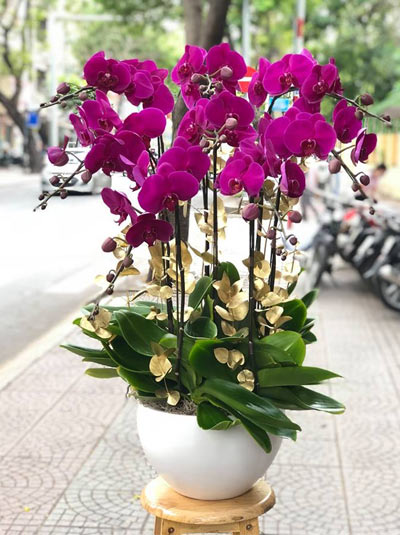 Phalaenopsis orchid vase